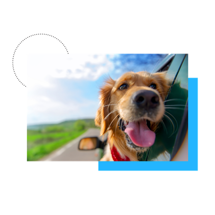 Continental pet cargo best sale